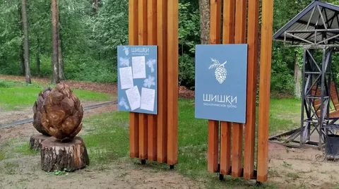 Шишки